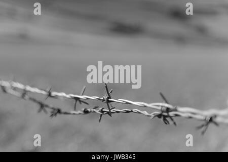 Schwarze und weiße Nahaufnahme eines Stacheldraht mit unscharfem Hintergrund. Querformat. Stockfoto