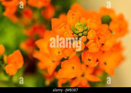 Nahaufnahme eines Ornithogalum dubium (Common name Sun Star oder Stern von Bethlehem) Blüte mit unscharfem Hintergrund. Querformat. Stockfoto