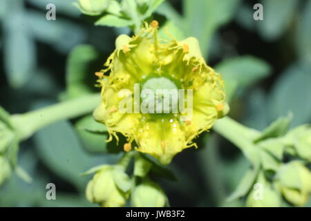 Ruta graveolens, gemeinsame rue Blume Stockfoto