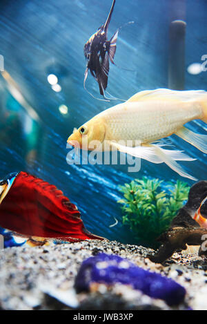 Bunte Fische im Aquarium blauen Wasser Hintergrund Stockfoto