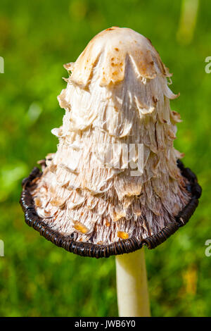 Inky Cap Pilz auf grünem Gras Hintergrund Stockfoto