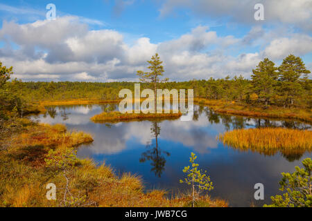 Insel mit Kiefer. Viru Mooren an Lahemaa Nationalpark Stockfoto