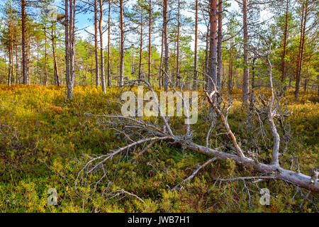 Toten Kiefer Wald Viru Moore an Lahemaa Nationalpark Stockfoto