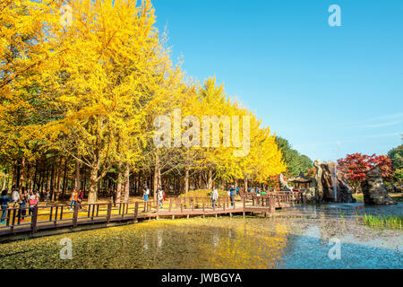 Insel Nami, KOREA - Okt 25: Touristen fotografieren der schönen Landschaft im Herbst rund um Insel Nami. Foto auf Oktober 25,2015 in Seoul, Sout Stockfoto