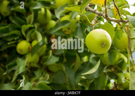 Apple. Apple tree with fruits. Organic food. Stockfoto