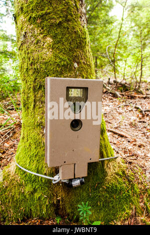 Eine automatische Kamera verwendet, um Tiere zu beobachten und Umfrage wilde Tiere Umstellungen, die 5 Seen, Franche-Comté, Jura (Frankreich) Stockfoto