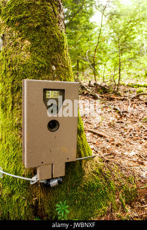 Eine automatische Kamera verwendet, um Tiere zu beobachten und Umfrage wilde Tiere Umstellungen, die 5 Seen, Franche-Comté, Jura (Frankreich) Stockfoto