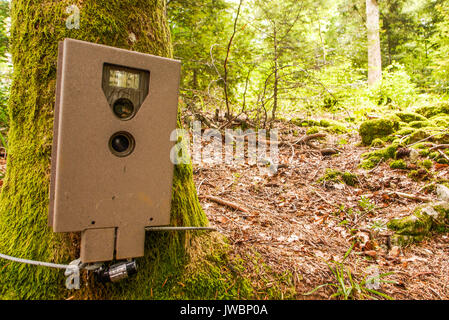 Eine automatische Kamera verwendet, um Tiere zu beobachten und Umfrage wilde Tiere Umstellungen, die 5 Seen, Franche-Comté, Jura (Frankreich) Stockfoto