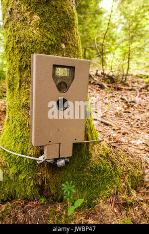 Eine automatische Kamera verwendet, um Tiere zu beobachten und Umfrage wilde Tiere Umstellungen, die 5 Seen, Franche-Comté, Jura (Frankreich) Stockfoto