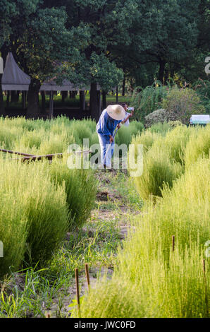 Ein Gärtner im Century Park in Shanghai, China. Stockfoto
