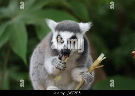 Lemur Essen sein Lieblingsessen Stockfoto