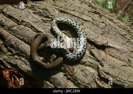 Ringelnatter Natrix natrix tot, Helvetica/Natrix helvetica Helvetica, auf Schloss Morton Gemeinsame, Malvern Hills, Worcestershire gesperrt Stockfoto