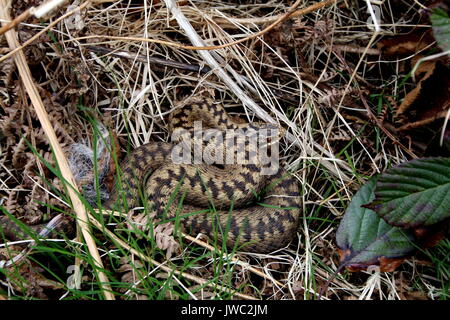 Gemeinsame Europäische Kreuzotter, Vipera berus, auf die Malvern Hills, Worcestershire. Erwachsene Frau giftige Schlange UK Stockfoto