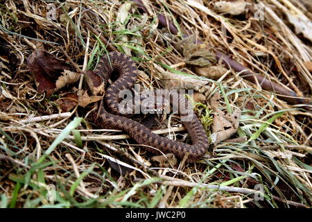 Juvenile Kreuzotter, Vipera berus, auf die Malvern Hills, Worcestershire. Gemeinsame Europäische Viper Giftschlange UK Stockfoto