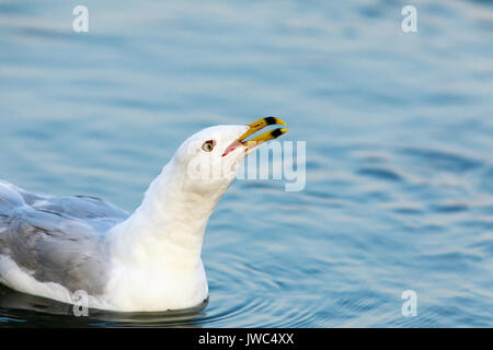 Kalifornien Möwe (Larus Californicus) anruft. Stockfoto