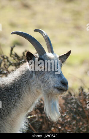 Porträt eines isolierten wilde Ziege ein Blick auf die Kameras an einem sonnigen Tag in Somerset, England, Großbritannien Stockfoto