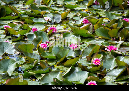 Seerose im Teich, viele Lilien Blumen Hintergrund Stockfoto