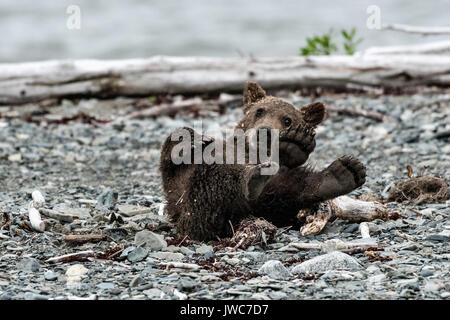 Ein braunes Bärchen herum rollt am Strand am McNeil River State Game Sanctuary auf der Kenai Halbinsel, Alaska. Der abgelegene Standort ist nur mit einer Sondergenehmigung erreichbar und ist der weltweit größte saisonale Population von Braunbären in ihrer natürlichen Umgebung. Stockfoto