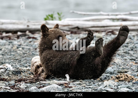 Ein braunes Bärchen herum rollt am Strand am McNeil River State Game Sanctuary auf der Kenai Halbinsel, Alaska. Der abgelegene Standort ist nur mit einer Sondergenehmigung erreichbar und ist der weltweit größte saisonale Population von Braunbären in ihrer natürlichen Umgebung. Stockfoto