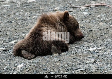 Ein braunes Bärchen herum rollt am Strand am McNeil River State Game Sanctuary auf der Kenai Halbinsel, Alaska. Der abgelegene Standort ist nur mit einer Sondergenehmigung erreichbar und ist der weltweit größte saisonale Population von Braunbären in ihrer natürlichen Umgebung. Stockfoto