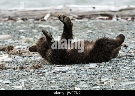 Ein braunes Bärchen herum rollt am Strand am McNeil River State Game Sanctuary auf der Kenai Halbinsel, Alaska. Der abgelegene Standort ist nur mit einer Sondergenehmigung erreichbar und ist der weltweit größte saisonale Population von Braunbären in ihrer natürlichen Umgebung. Stockfoto