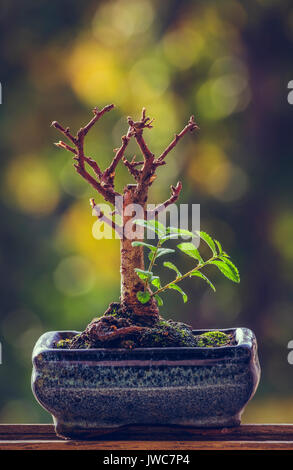 Trockene Bonsai Baum in einem Topf mit frischen grünen Zweige über verschwommenes natürlichen Hintergrund. Natur Wiederbelebung macht. Ausfallsicherheit Konzept. leben Triumph. Stockfoto