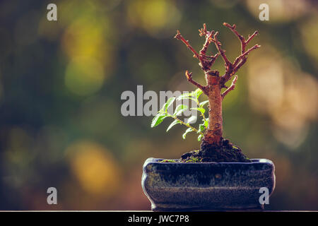 Trockene Bonsai Baum in einem Topf mit frischen grünen Zweige über verschwommenes natürlichen Hintergrund mit Kopie Raum. Natur Wiederbelebung macht. Ausfallsicherheit Konzept. leben Stockfoto