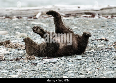 Ein braunes Bärchen herum rollt am Strand am McNeil River State Game Sanctuary auf der Kenai Halbinsel, Alaska. Der abgelegene Standort ist nur mit einer Sondergenehmigung erreichbar und ist der weltweit größte saisonale Population von Braunbären in ihrer natürlichen Umgebung. Stockfoto