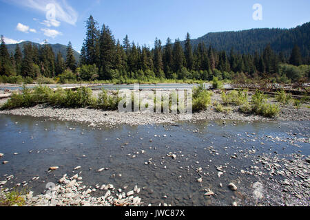 Hoh Fluss, Olympic National Park, Washington, USA, Nordamerika Stockfoto
