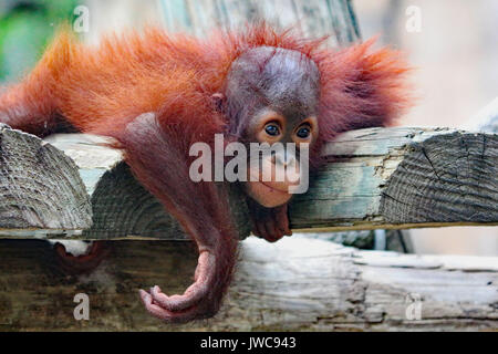 Ein Baby Orangutan spielen um auf einem primas Plattform. Stockfoto