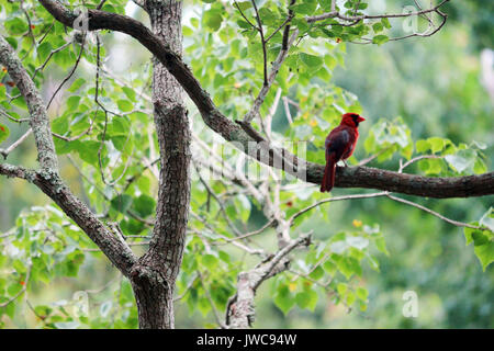 Ein roter Kardinal thront auf einem Ast. Stockfoto