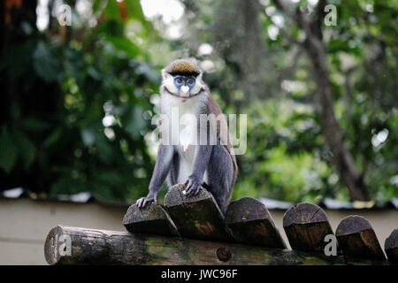 Eine Red Tailed Affe sitzt auf seiner Plattform. Stockfoto