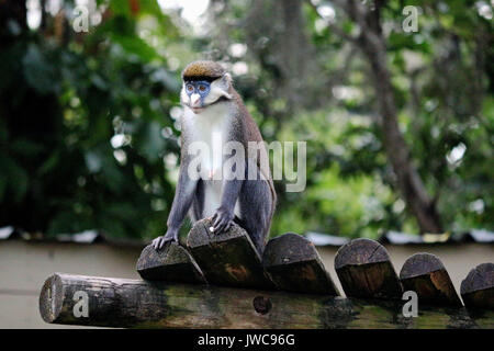 Eine Red Tailed Affe sitzt auf seiner Plattform. Stockfoto