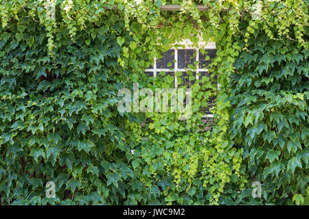 Parthenocissus Tricuspidata. Boston Efeu, die eine Wand und Fenster eines Hauses. Goring-on-Thames, Oxfordshire, England Stockfoto