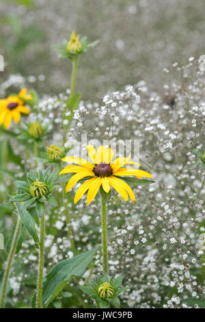 Rudbeckia fulgida 'deamii' Blume. Coneflower im Englischen Garten. Großbritannien Stockfoto