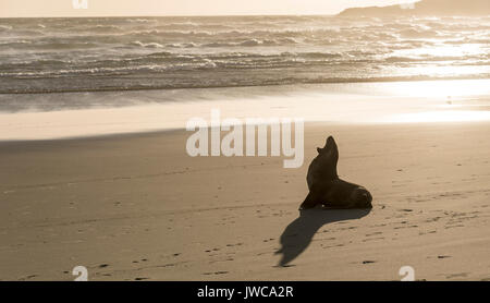 Neuseeland Seelöwen (Phocarctos hookeri) Gähnen am sandigen Strand, Sandfly Bay, Dunedin, Otago Peninsula, South Island Stockfoto