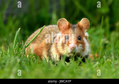 Feldhamster (Cricetus cricetus) sitzen in der Wiese, Österreich Stockfoto