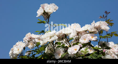 White kletternde Rosen (Rosa) Stockfoto