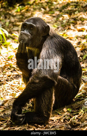 Gemeinsame Schimpanse (Pan Troglodytes) im Wald, Kibale Nationalpark, Uganda Stockfoto