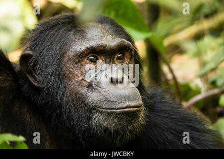 Gemeinsame Schimpanse (Pan Troglodytes) im Wald, Porträt, Kibale Nationalpark, Uganda Stockfoto