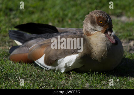 Nilgans faulenzen in der Sonne Stockfoto