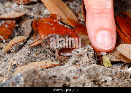 Eine junge östlichen spadefoot Toad, Scaphiopus holbrookii, im Vergleich zu einem menschlichen Daumen auf Blatt Wurf. Stockfoto