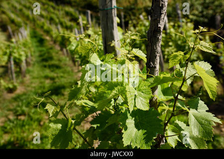 Reihen von Weinstöcken in einem Weinberg im Frühjahr mit jungen Blätter und Trauben Cluster in Vedrijan Brda Slowenien Stockfoto