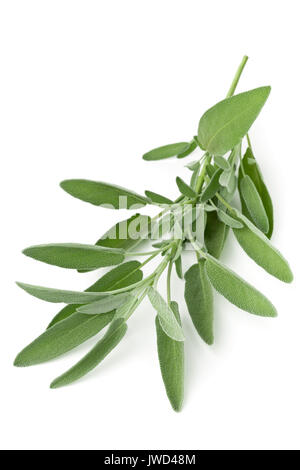 Frische, Bio Salbei Zweig auf weißem Hintergrund Stockfoto