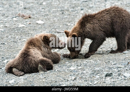 Brown bear Cubs spielen am Strand am McNeil River State Game Sanctuary auf der Kenai Halbinsel, Alaska. Der abgelegene Standort ist nur mit einer Sondergenehmigung erreichbar und ist der weltweit größte saisonale Population von Braunbären in ihrer natürlichen Umgebung. Stockfoto