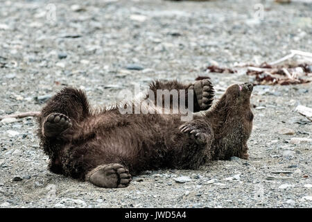 Ein braunes Bärchen herum rollt am Strand am McNeil River State Game Sanctuary auf der Kenai Halbinsel, Alaska. Der abgelegene Standort ist nur mit einer Sondergenehmigung erreichbar und ist der weltweit größte saisonale Population von Braunbären in ihrer natürlichen Umgebung. Stockfoto