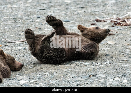 Ein braunes Bärchen herum rollt am Strand am McNeil River State Game Sanctuary auf der Kenai Halbinsel, Alaska. Der abgelegene Standort ist nur mit einer Sondergenehmigung erreichbar und ist der weltweit größte saisonale Population von Braunbären in ihrer natürlichen Umgebung. Stockfoto