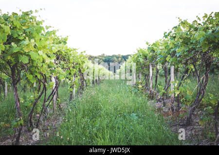 Sonnenuntergang auf der Zeilen einer Vinyard in Upstate New York Stockfoto