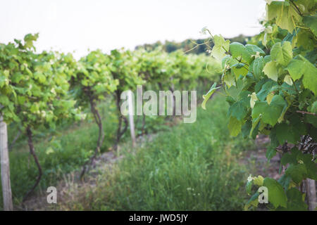 Sonnenuntergang auf der Zeilen einer Vinyard in Upstate New York Stockfoto