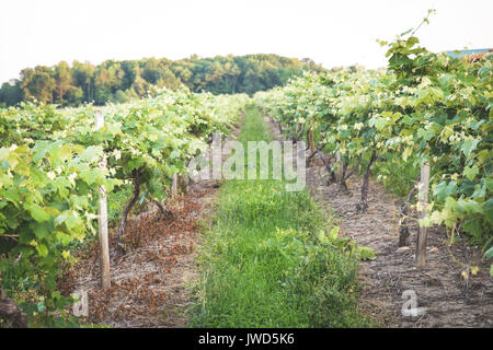 Sonnenuntergang auf der Zeilen einer Vinyard in Upstate New York Stockfoto